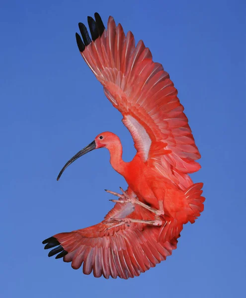 Scarlet Ibis Eudocimus Ruber Adult Flight — Stock Photo, Image