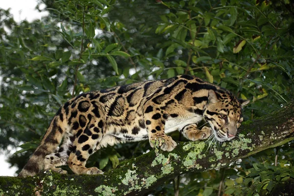 Leopard Zachmurzony Neofelis Nebulosa Dorosły Stojący Drzewie — Zdjęcie stockowe