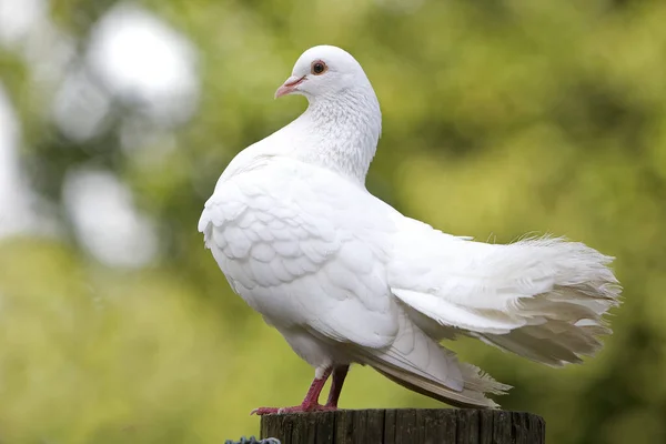 Białe Fantail Pigeon Naturalne Tło — Zdjęcie stockowe