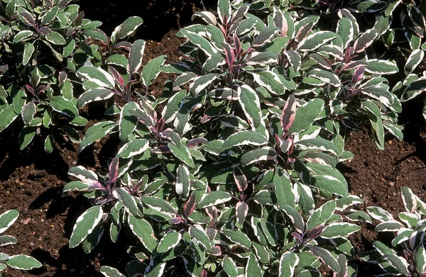 Common Sage Salvia Officinalis — Stock Photo, Image
