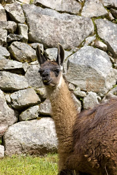 Llama Lama Glama Machu Picchu Peru — Stok fotoğraf