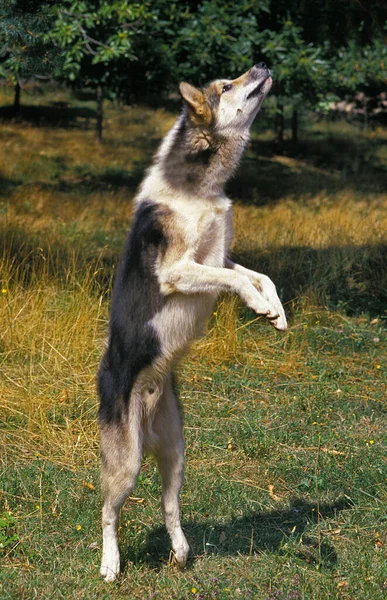 Greenland Dog Adult Jumping Standing Hind Legs — Stock Photo, Image