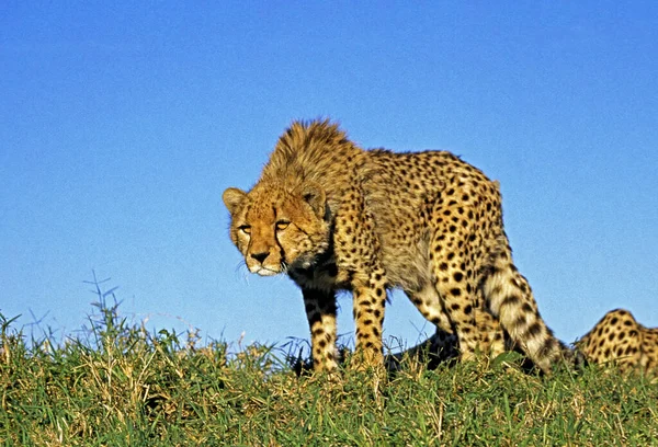 Cheetah Acinonyx Jubatus Masai Mara Park Kenya — Stock Photo, Image