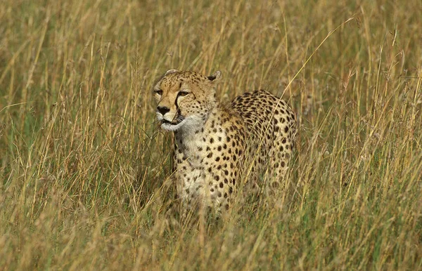 Cheetah Acinonyx Jubatus Adult Hunting Savanna Masai Mara Park Kenya — Stok fotoğraf