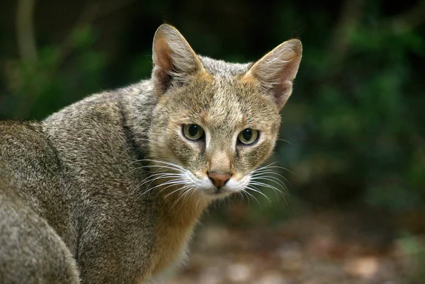 Jungle Cat Felis Chaus Portrét Dospělého — Stock fotografie