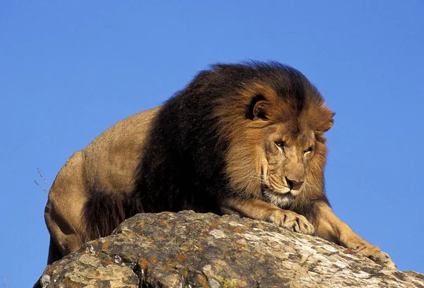 African Lion Panthera Leo Male Beautifful Mane — Stock Photo, Image