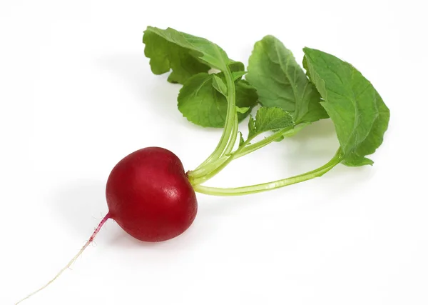 Rábano Rojo Raphanus Sativus Contra Fondo Blanco —  Fotos de Stock