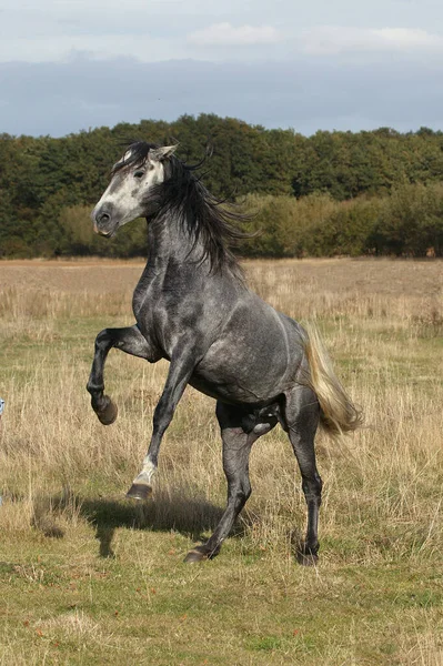 Cavalo Lusitano Garanhão Criando — Fotografia de Stock