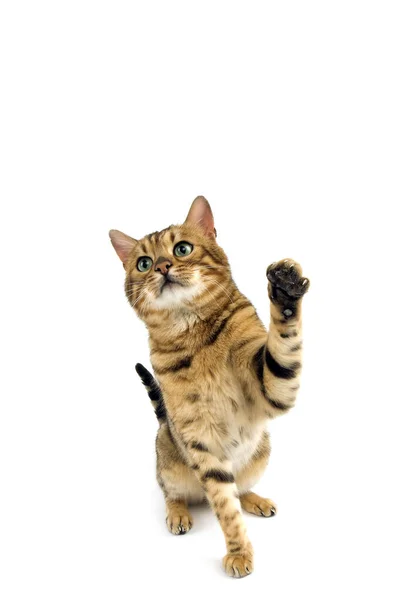 Brown Spotted Tabby Bengal Domestic Cat Adult Playing White Background — Stock Photo, Image