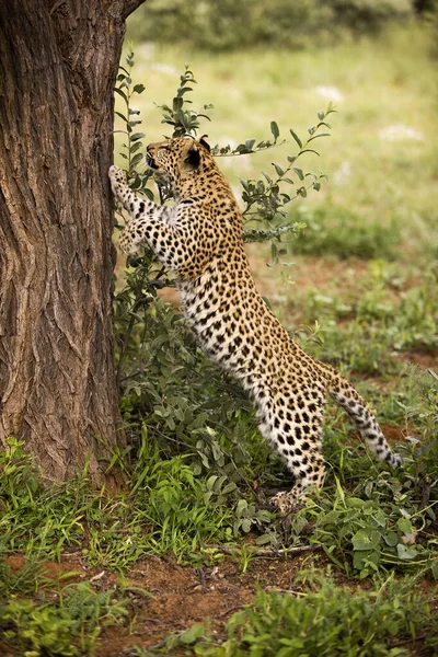 Леопард Panthera Pardus Месяца Роду Cub Climbing Tree Trunk Намибия — стоковое фото