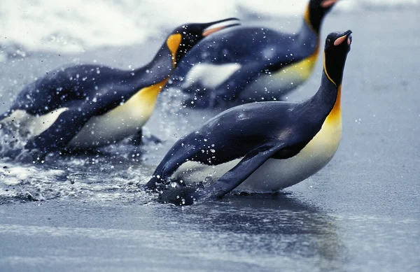 Pingouin Royal Aptenodytes Patagonica Adultes Émergeant Océan Colonie Plaine Salisbury — Photo