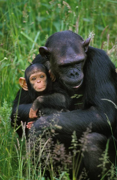 Chimpanzee Pan Troglodytes Mother Young — Stock Photo, Image