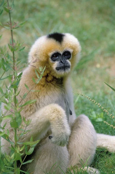 Concolor Gibbon White Cheeked Gibbon Hylobates Concolor 여성앉아 — 스톡 사진