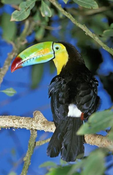 Keel Billed Toucan Ramphastos Sulfuratus Ενηλίκων Ωραία Χρώματα Κόστα Ρίκα — Φωτογραφία Αρχείου