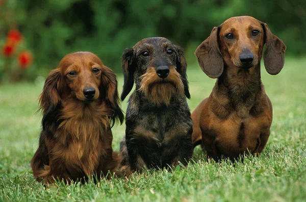 Tel Saçlı Düz Saçlı Uzun Saçlı Dachshund Çimlerin Üzerinde Duruyor — Stok fotoğraf