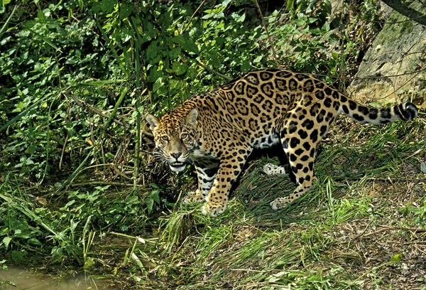 Jaguar Panthera Onca Dewasa Pergi Puddle — Stok Foto