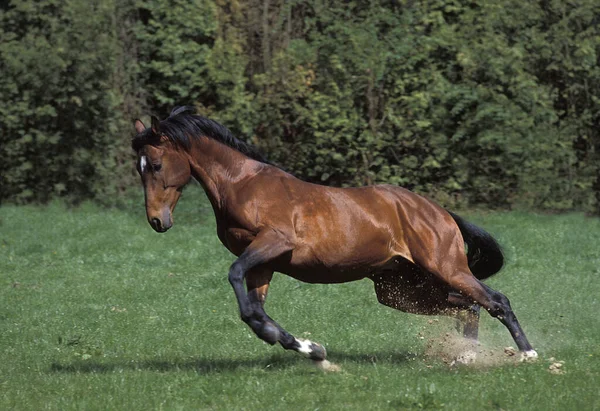 Selle Francais Horse Adult Galloping — 图库照片