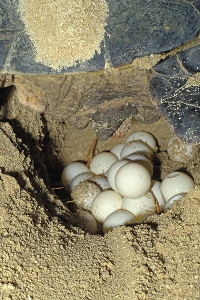 Tortue Verte Chelonia Mydas Femelle Pondeuse Sur Plage Malaisie — Photo