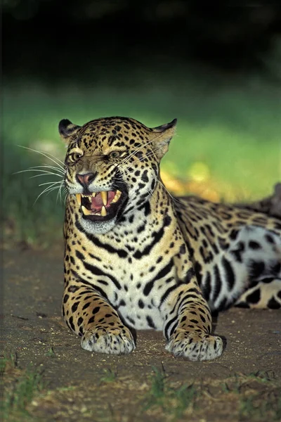 Jaguar Panthera Onca Female Snarling Defensive Posture — Stock Photo, Image