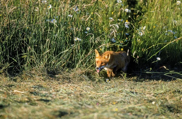 Rotfuchs Geier Erwachsene Auf Gras Der Normandie — Stockfoto