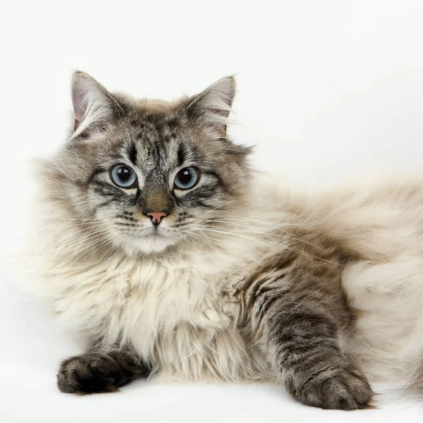 Seal Tabby Point Neva Masquerade Siberian Domestic Cat Male Laying — Stock Photo, Image