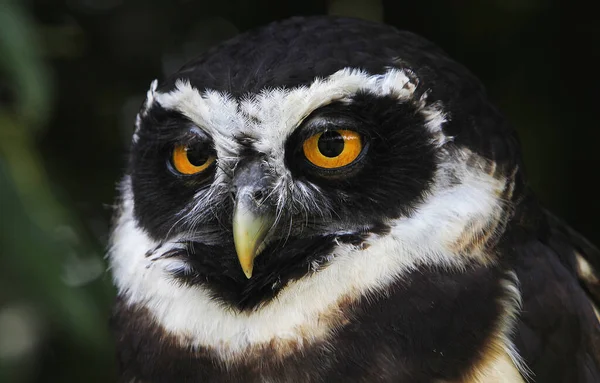 Spectaclied Owl Pulsatrix Perspicillata Portrait Adult — стоковое фото