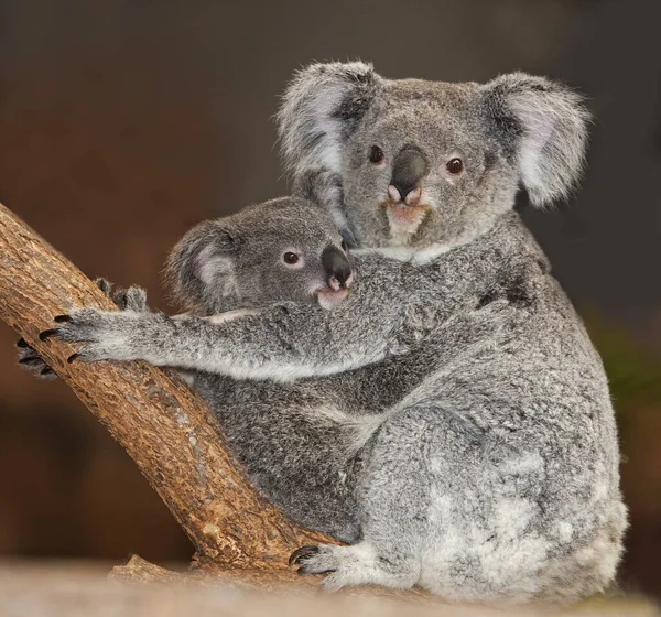 Koala Phascolarctos Cinereus Mother Young — стокове фото