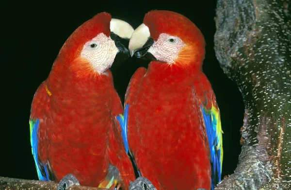 Guacamayo Escarlata Ara Macao Adultos Contra Fondo Negro — Foto de Stock