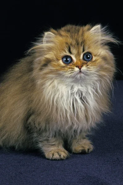 Golden Persian Domestic Cat Kitten Sitting — Stock Photo, Image