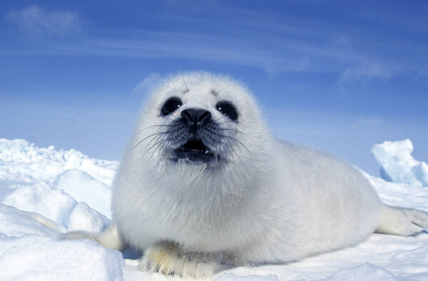 Harp Seal, pagophilus groenlandicus, Pup laying on Ice floe, Magdalena Island in Canada  