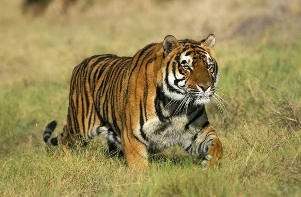 Tigre Bengale Panthera Tigris Tigris Adulte — Photo