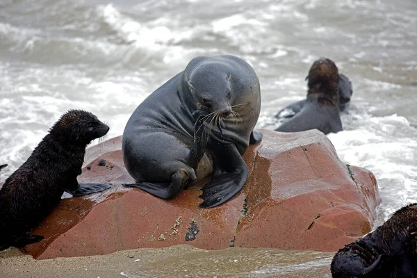 South African Fur Seal Arctocephalus Pusillus Колония Мысе Крест Намибии — стоковое фото
