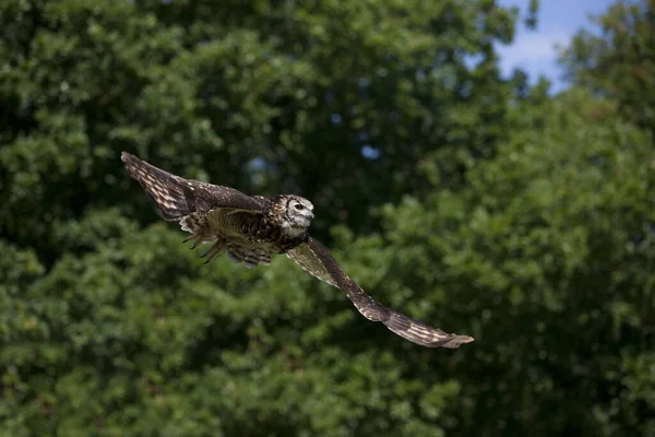 Мыс Орлиная Сова Bubo Capensis Взрослый Полете — стоковое фото