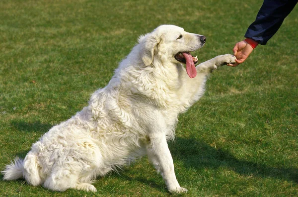 Kuvasz Obézní Pes Potápěčská Tlapa Majiteli — Stock fotografie