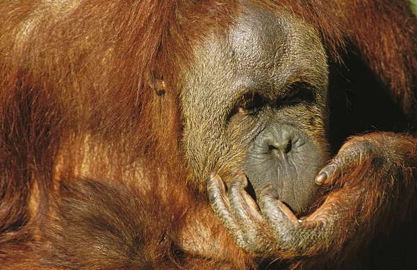 Orang Utan Pongo Pygmaeus Manger Une Femme — Photo