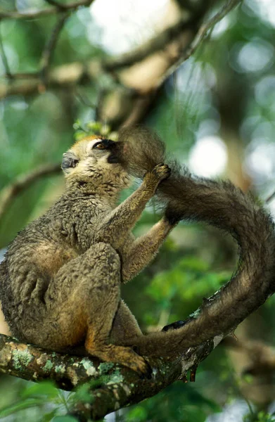 Brun Lemur Eulemur Fulvus Skrapa Svans Hos Vuxna — Stockfoto