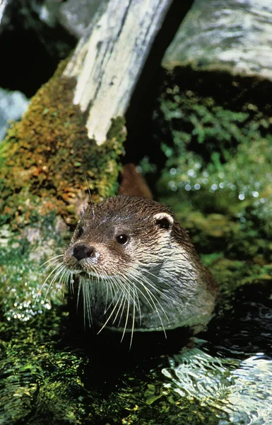European Otter Lutra Lutra Adult Standing River — Stock Photo, Image