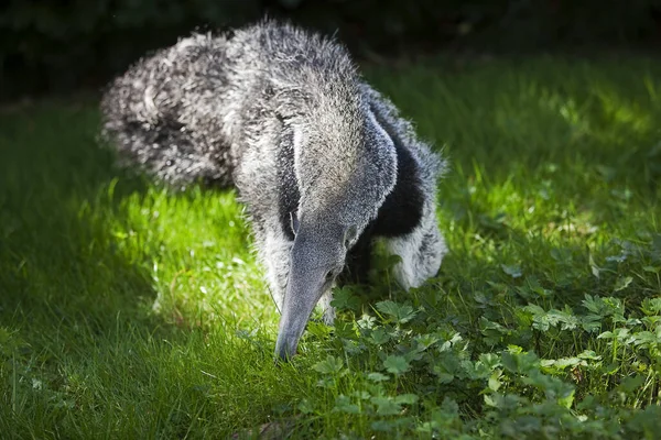 Giant Anteater Myrmecophaga Tridactyla Young Female — 스톡 사진