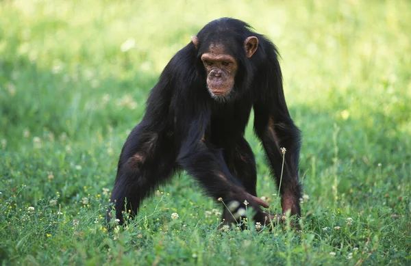 Chimpancé Trogloditas Pan Adulto Pie Sobre Hierba — Foto de Stock