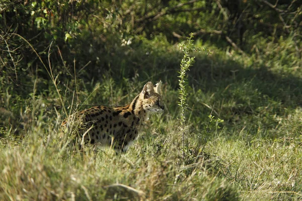 Serval Leptailurus Serval Adult Standing Long Grass Masai Mara Park — 스톡 사진