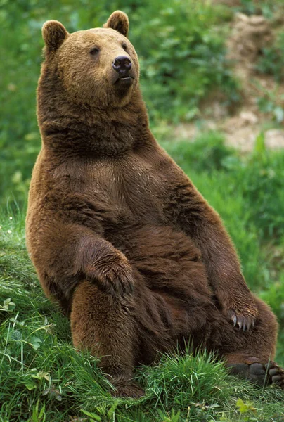 Urso Castanho Ursus Arctos Adulto Sentado — Fotografia de Stock