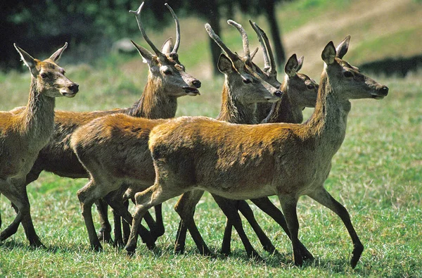 Cerf Rouge Cervus Elaphus Mâles Femelles — Photo