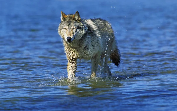 北米灰色の狼 カニスLupus Ocidentalis 大人の水の中を歩く カナダ — ストック写真