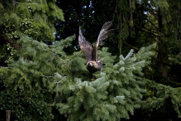 Steinadler Aquila Chrysaetos Erwachsener Flug Abheben Vom Baum — Stockfoto