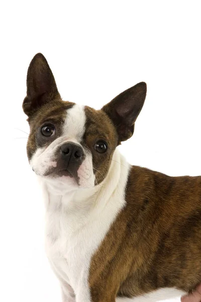 Boston Terrier Σκύλος Φυσικό Υπόβαθρο — Φωτογραφία Αρχείου