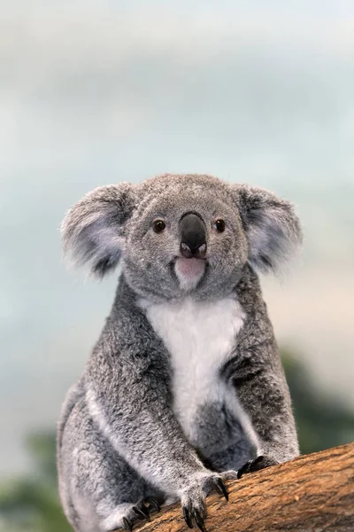 Koala Phascolarctos Cinereus Mutter Auf Ast Sitzend — Stockfoto