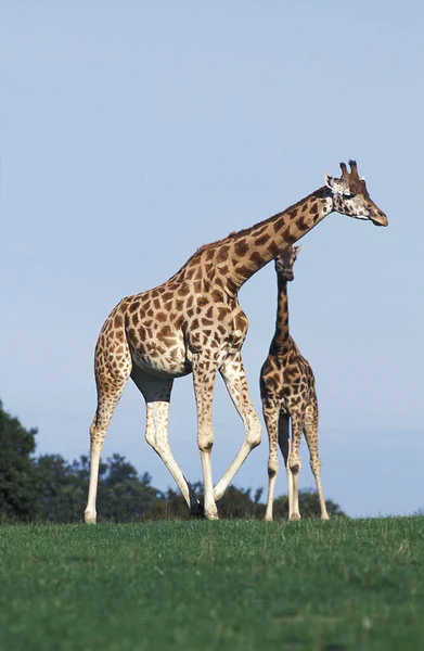 Rothschild Giraffe Giraffa Camelopardalis Rothschildi — стоковое фото