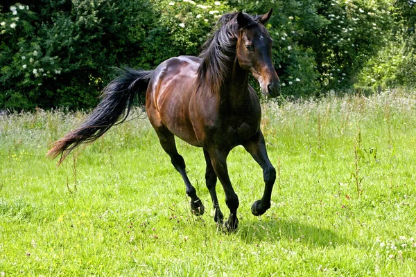 ノルマンディーの英語のサラブレッド馬 — ストック写真