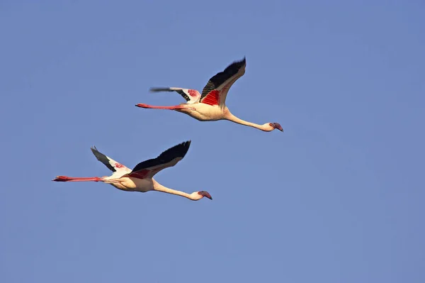 Lesser Flamingo Phoenicopterus Minor Adults Flight Nakuru Lake Kenya — Stock Photo, Image
