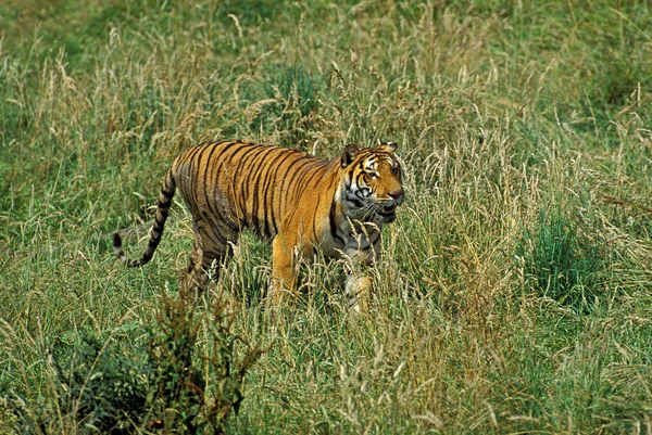 Бенгальский Тигр Panthera Tigris Tigris Взрослый Стоящий Длинной Траве — стоковое фото